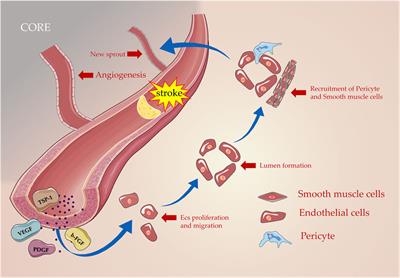 New insight into ischemic stroke: Circadian rhythm in post-stroke angiogenesis